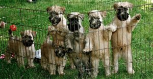 Greentree wheatens cheap